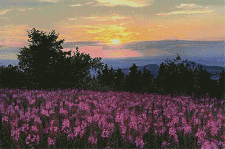 cross stitch pattern Fireweed Field