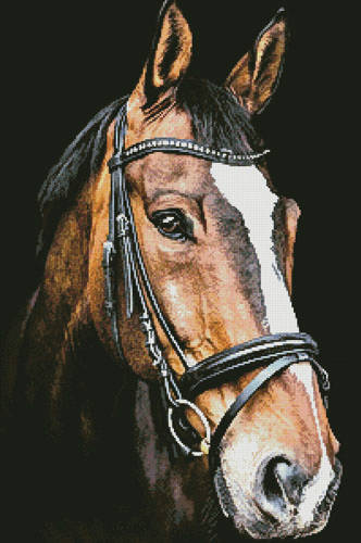 cross stitch pattern Horse Close Up 2