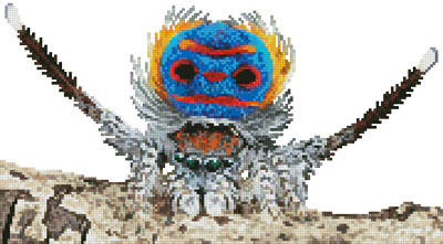 cross stitch pattern Mini Peacock Spider