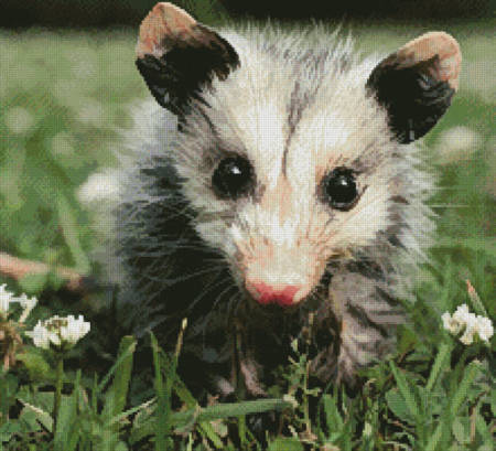 cross stitch pattern Opossum Joey (Crop)