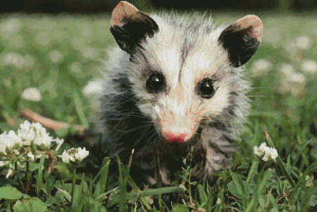 cross stitch pattern Opossum Joey