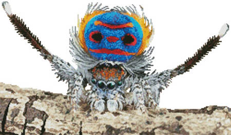 cross stitch pattern Peacock Spider