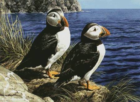 cross stitch pattern Puffin Couple