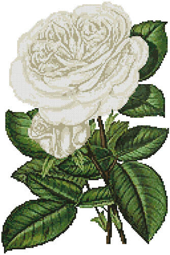 cross stitch pattern White Roses Print