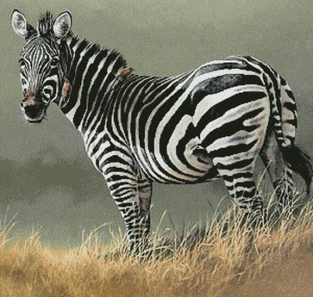 cross stitch pattern Zebra Painting