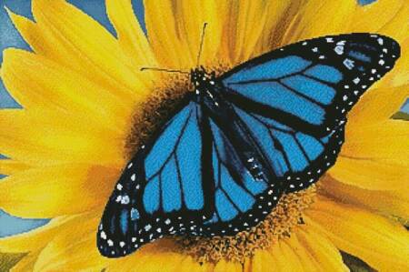 cross stitch pattern Blue Monarch Sunflower