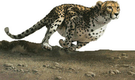 cross stitch pattern Born to Run (No Background)