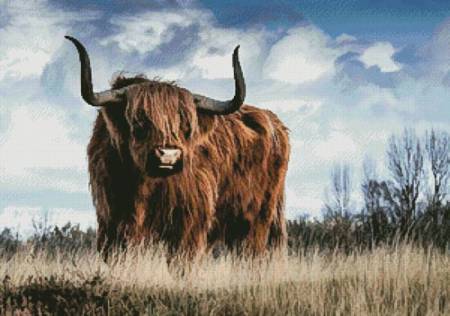 cross stitch pattern Highland Bull