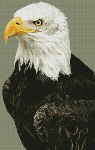 cross stitch pattern Bald Eagle Portrait