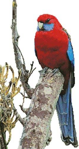 cross stitch pattern Crimson Rosella Photo (No Background)