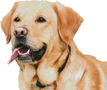 cross stitch pattern Labrador Retriever (No Background)