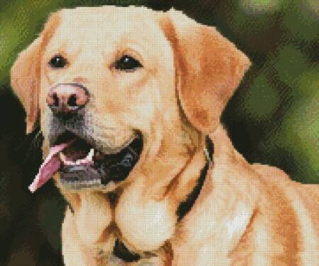 cross stitch pattern Mini Labrador Retriever