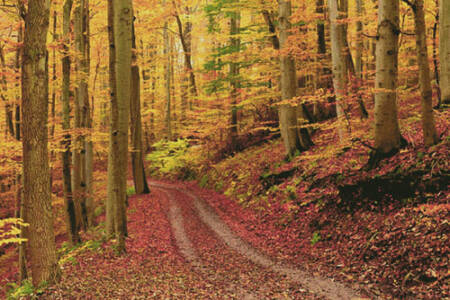 cross stitch pattern Autumn Path (Large)