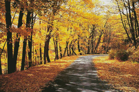 cross stitch pattern Path Through Autumn Trees (Large)