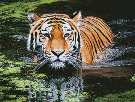cross stitch pattern Tiger in Swamp