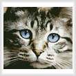 cross stitch pattern Blue Eyes