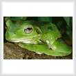 cross stitch pattern Green Tree Frog 2