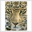 cross stitch pattern Leopard Close Up