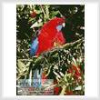 cross stitch pattern Crimson Rosella