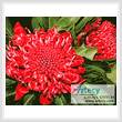 cross stitch pattern Waratah