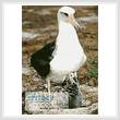 cross stitch pattern Albatross