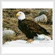 cross stitch pattern Bald Eagle Photo