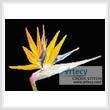 cross stitch pattern Bird of Paradise