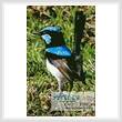 cross stitch pattern Blue Wren