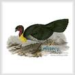 cross stitch pattern Brush Turkey