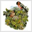 cross stitch pattern Bullfinch
