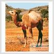 cross stitch pattern Camel
