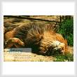 cross stitch pattern Catnap