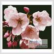 cross stitch pattern Cherry Blossom Flower