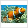 cross stitch pattern Clownfish