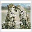 cross stitch pattern Cheetahs