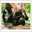 cross stitch pattern Chimpanzees