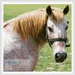 cross stitch pattern Cleo the Pony