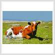cross stitch pattern Cow