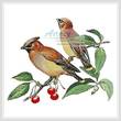 cross stitch pattern Cedar Wax Wing