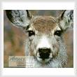 cross stitch pattern Deer Face