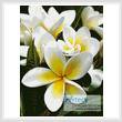 cross stitch pattern Frangipani 1