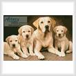 cross stitch pattern Golden Retrievers