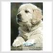 cross stitch pattern Golden Retriever Puppy