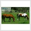 cross stitch pattern Horses Photo