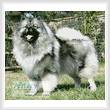 cross stitch pattern Keeshond
