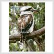 cross stitch pattern Kookaburra