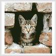 cross stitch pattern Kitten in Wall
