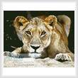 cross stitch pattern Lioness 2