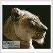 cross stitch pattern Lioness Profile