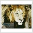 cross stitch pattern Lion 4